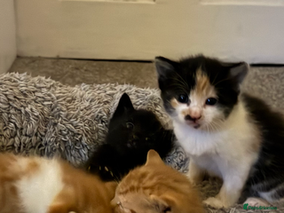 Mixed Breed cats 3 beautiful kittens wonderful pets - Advert 1