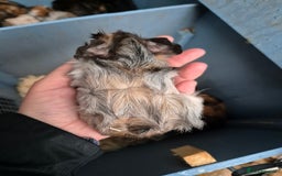 Guinea Pig rodents for sale: Gorgeous purebred baby Abyssinian guinea pigs - Advert 9