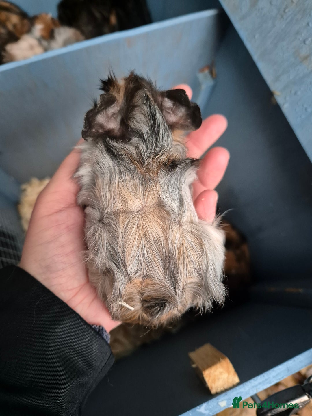Guinea Pig rodents for sale: Gorgeous purebred baby Abyssinian guinea pigs - Advert 9