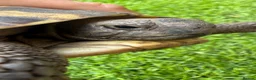 Hermann Tortoise reptiles for sale: Herman’s tortoise female 5 years old  in Shrewsbury - Advert 3