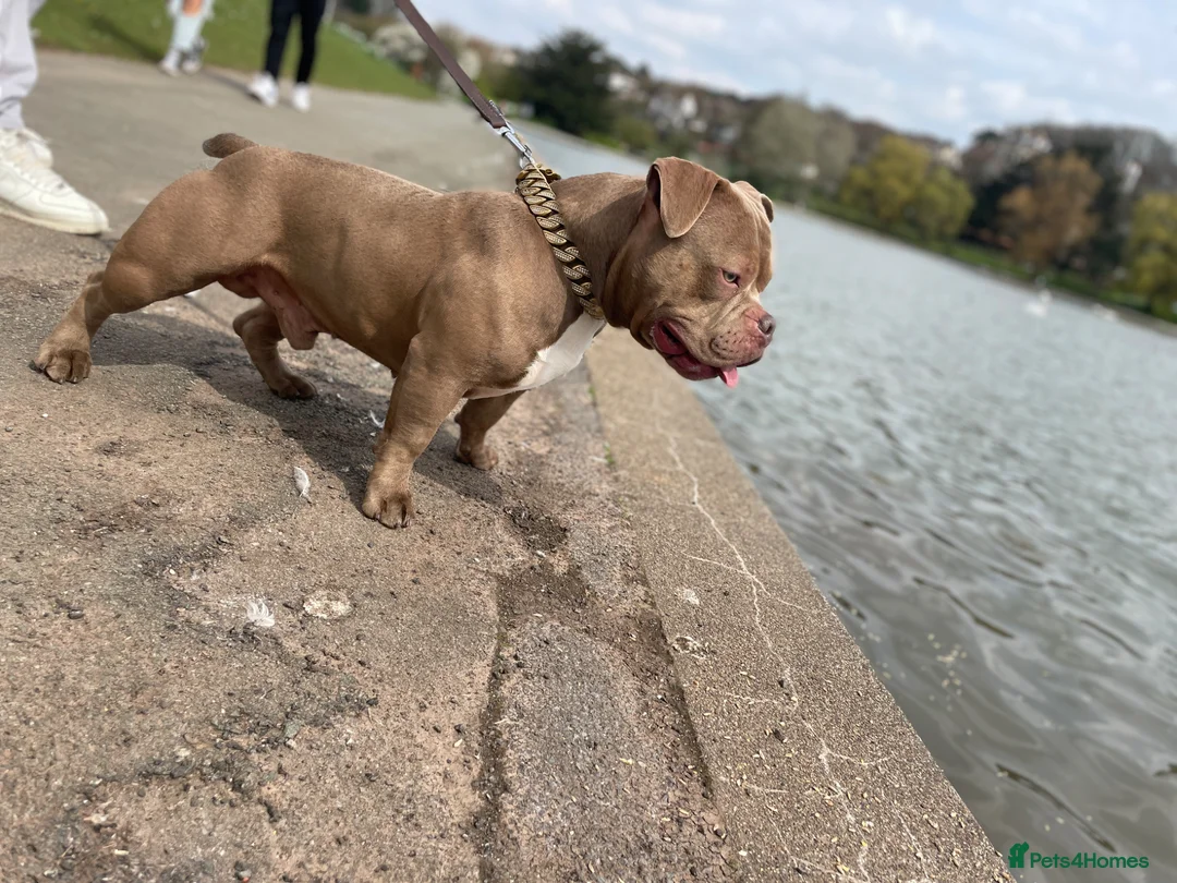 American Bully dogs for stud: Stud Only  in Bristol - Advert 2