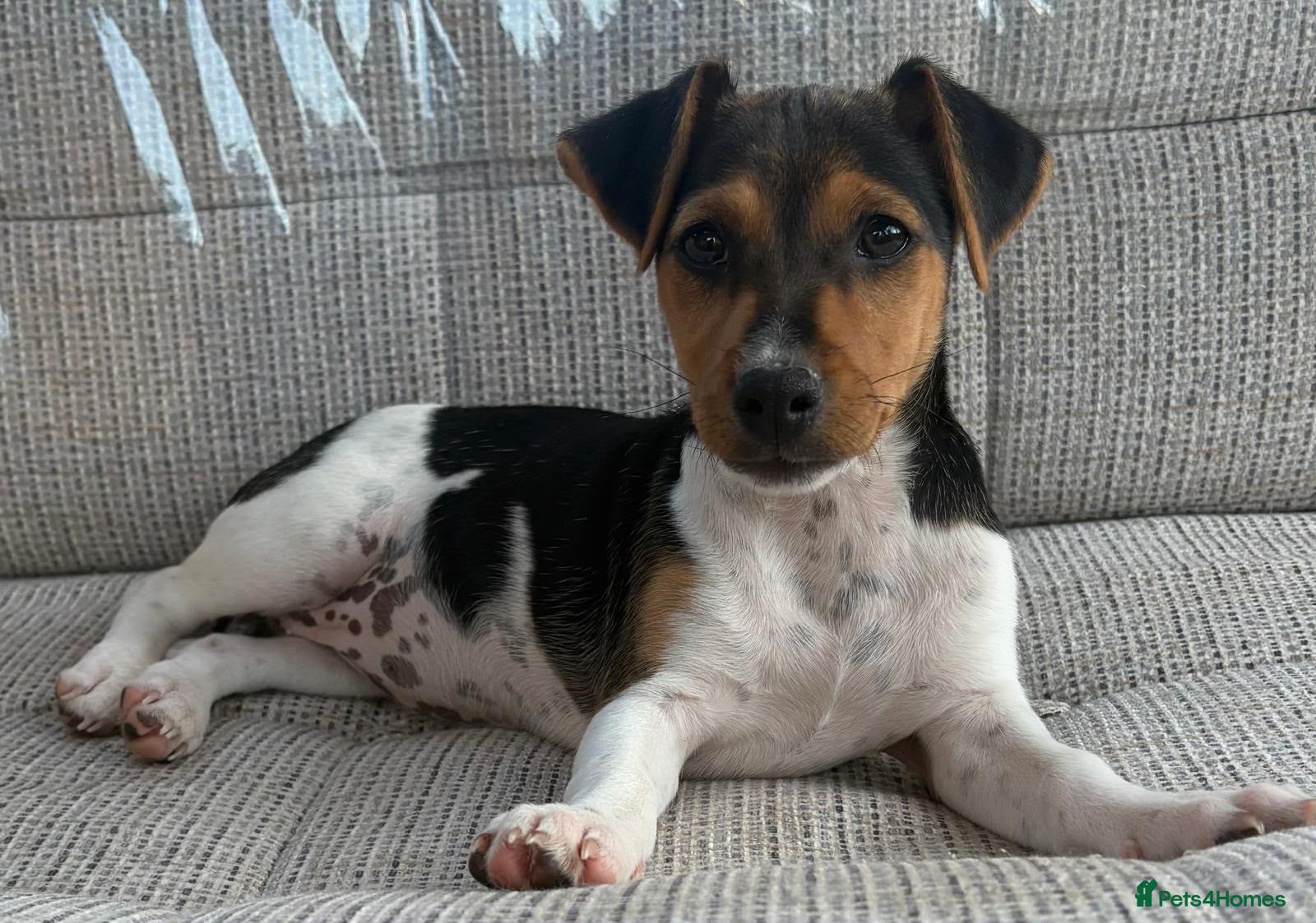 Jack Russell dogs for sale: Traditional short-legged Jack Russell puppy’s. - Advert 1
