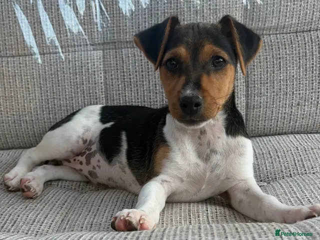 Jack Russell dogs for sale: Traditional short-legged Jack Russell puppy’s. - Advert 1