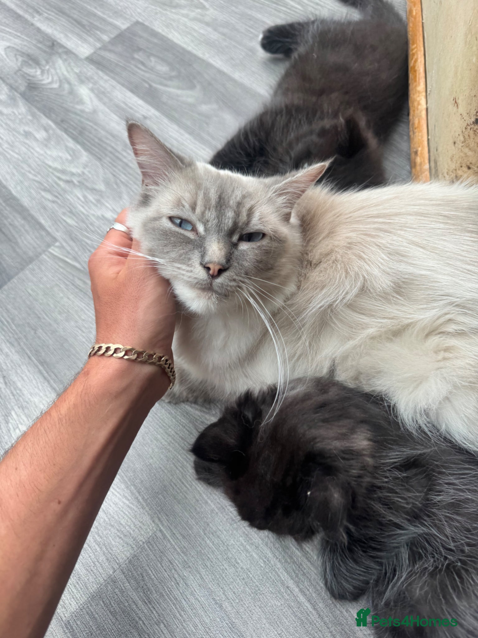 Ragdoll cats for sale: Stunning 1/2 ragdoll babies.  - Advert 6