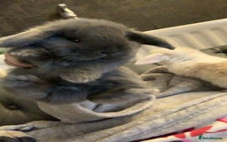 Mini Lop rabbits for sale: Mini lops X2 available now - Image 5