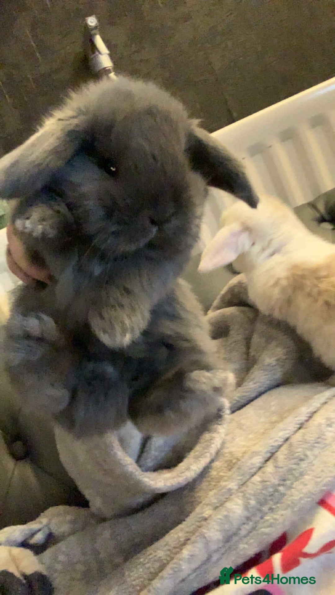 Mini Lop rabbits for sale: Mini lops X2 available now - Image 5