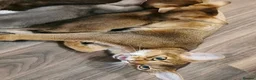 Abyssinian cats for sale: Ready now🐱❤️  - Advert 8
