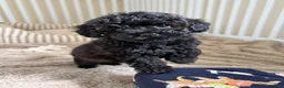Maltipoo dogs for sale: 5🌟Korean maltipoo puppies health tested - Advert 11