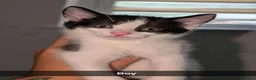 Mixed Breed cats for sale: Maine coon cross kittens  - Advert 2