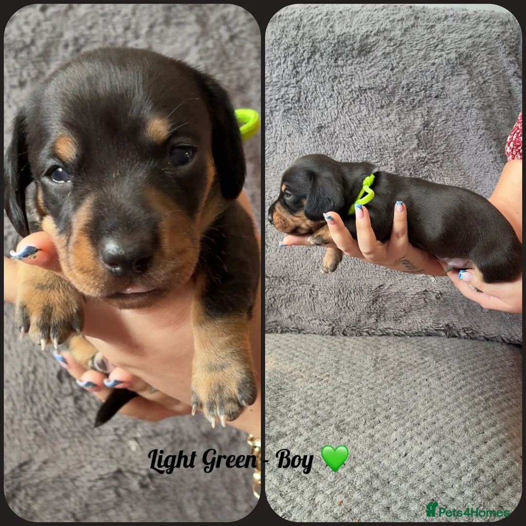Dachshund dogs for sale: Miniature Dachshund puppies in Tipton - Advert 1