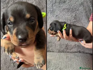 Dachshund dogs Miniature Dachshund puppies - Advert 1