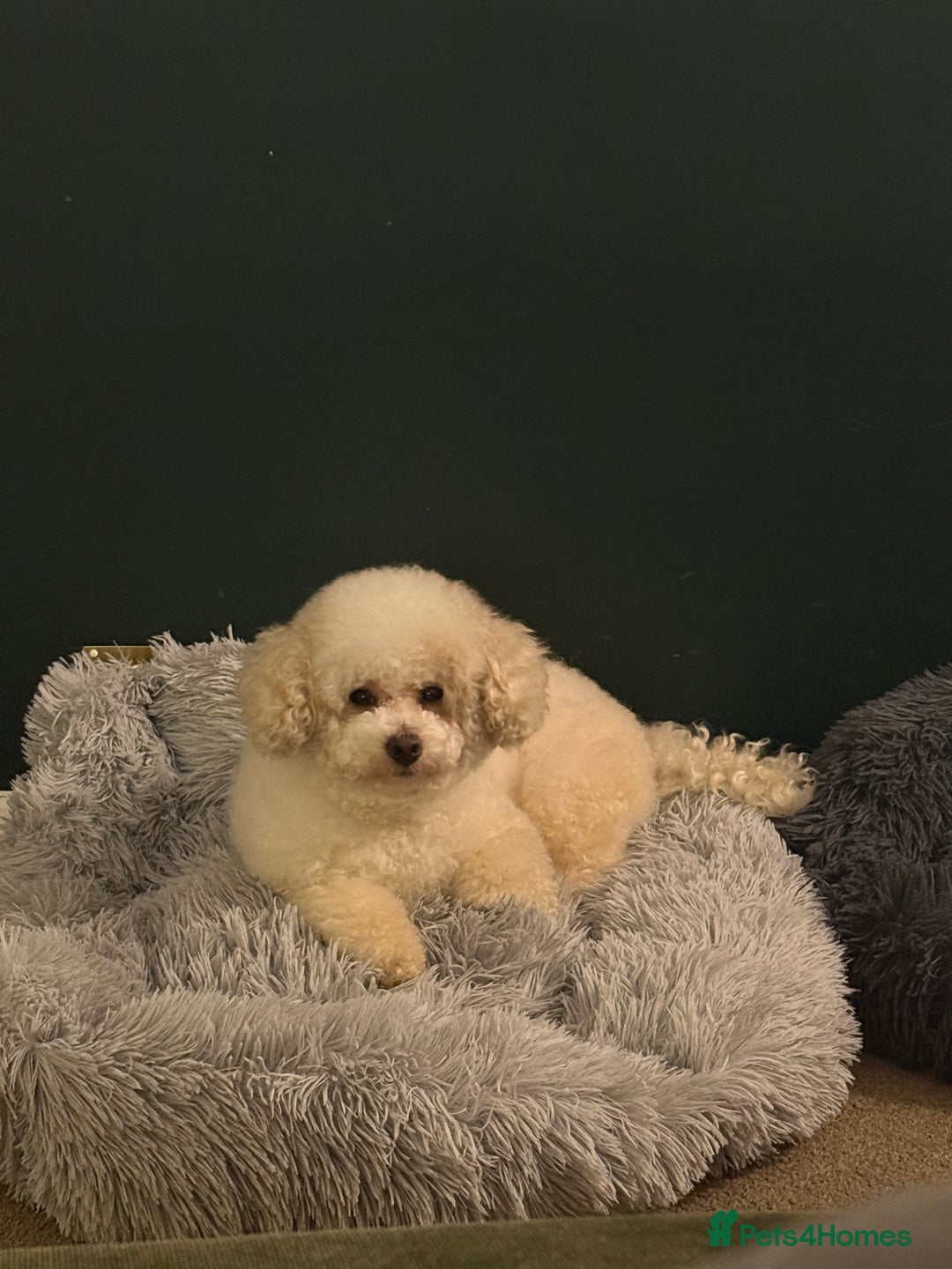 Maltipoo dogs for sale: Paddy the toy maltipoo  - Advert 3