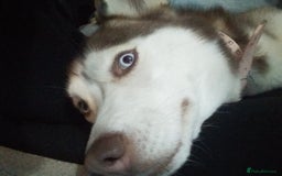 Siberian Husky dogs for sale: Female siberian husky - Advert 5