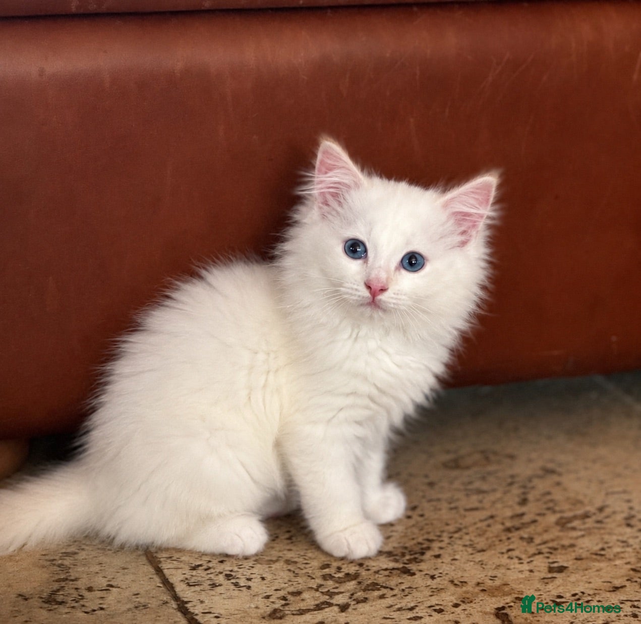 Ragdoll cats ⭐️Red male Pure Bred and Health tested⭐️  - Advert 2