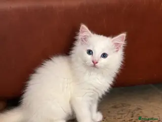 Ragdoll cats ⭐️Red male Pure Bred and Health tested⭐️ - Advert 1