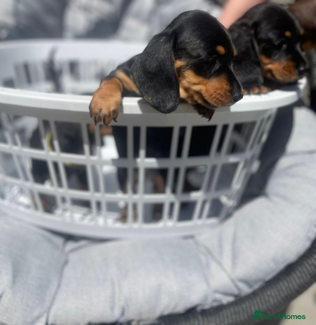 Miniature Dachshund dogs for sale: Beautiful Miniature Daschunds  - Image 39