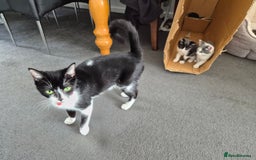 Mixed Breed cats for sale: Kittens for Sale - Image 3