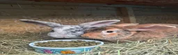 Mixed Breed rabbits for sale: Malcolm and Tiggy  - Advert 1