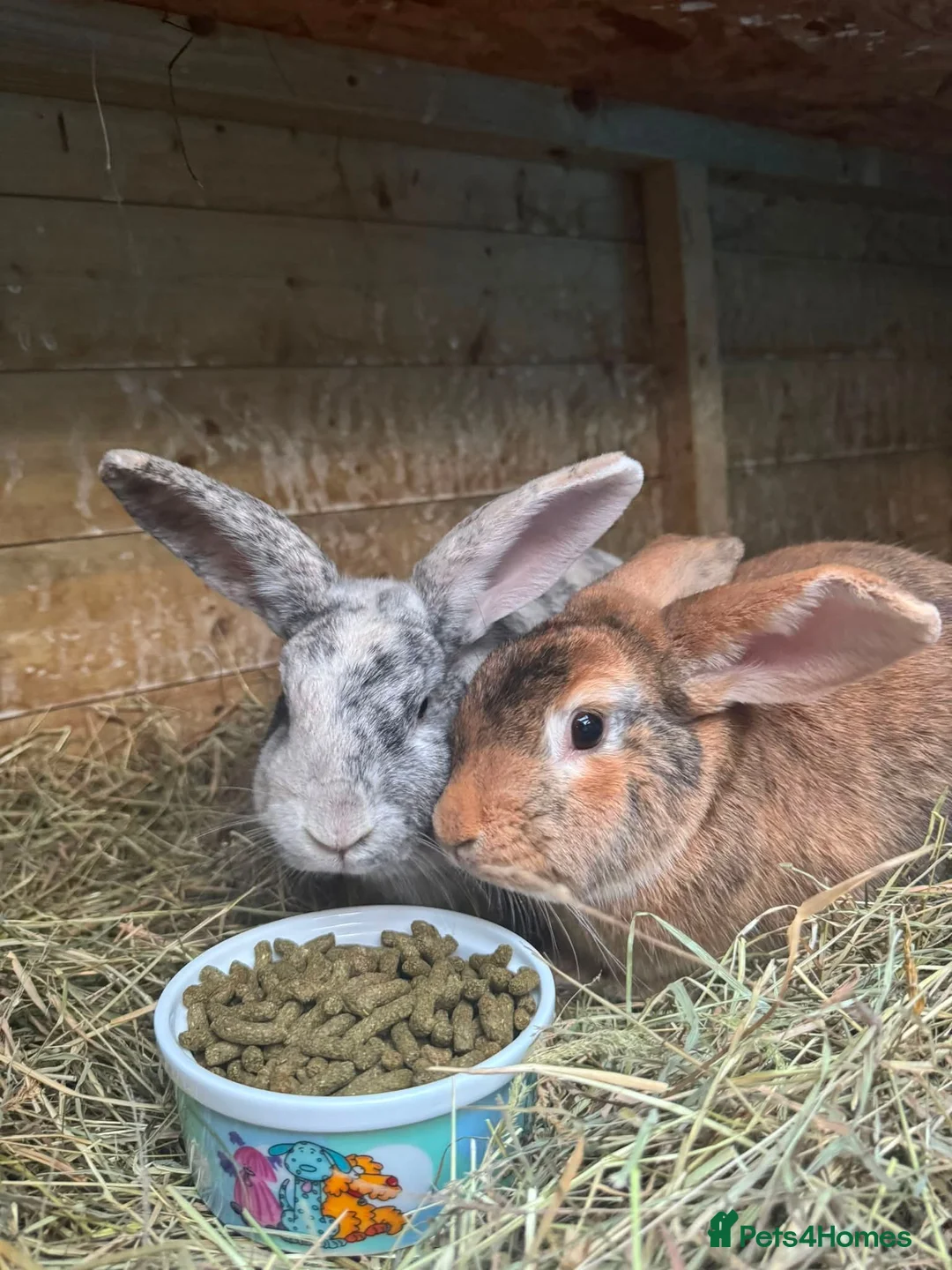 Mixed Breed rabbits for sale: Malcolm and Tiggy  - Advert 1