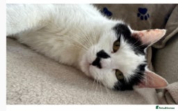 Domestic Shorthair cats for sale: Shy Lexi looking for a new home  - Image 1
