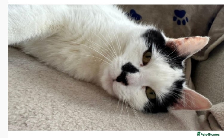 Domestic Shorthair cats - Advert 1