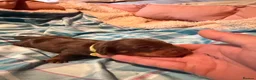 Miniature Dachshund dogs for sale: 3 male Miniature Dachshund pups (Irvine Ayrshire) in Irvine - Advert 6