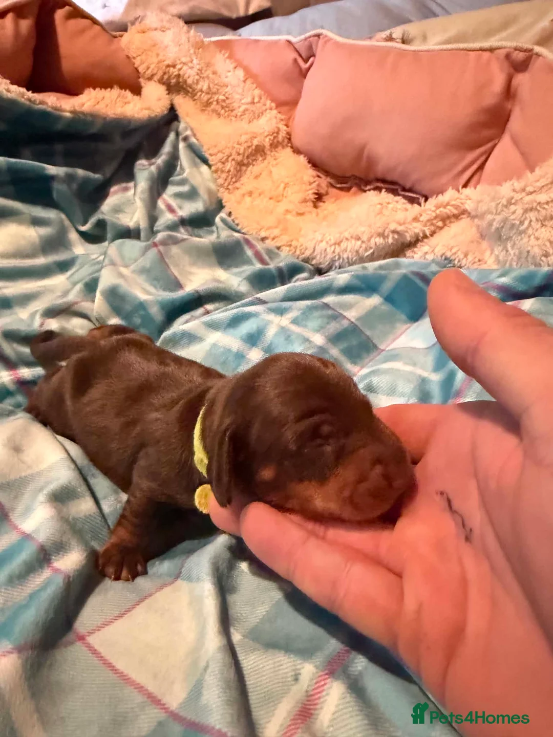 Miniature Dachshund dogs for sale: 3 male Miniature Dachshund pups (Irvine Ayrshire) in Irvine - Advert 6