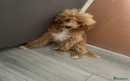 Toy Poodle dogs for sale: Beautiful apricot toy poodle  - Image 3