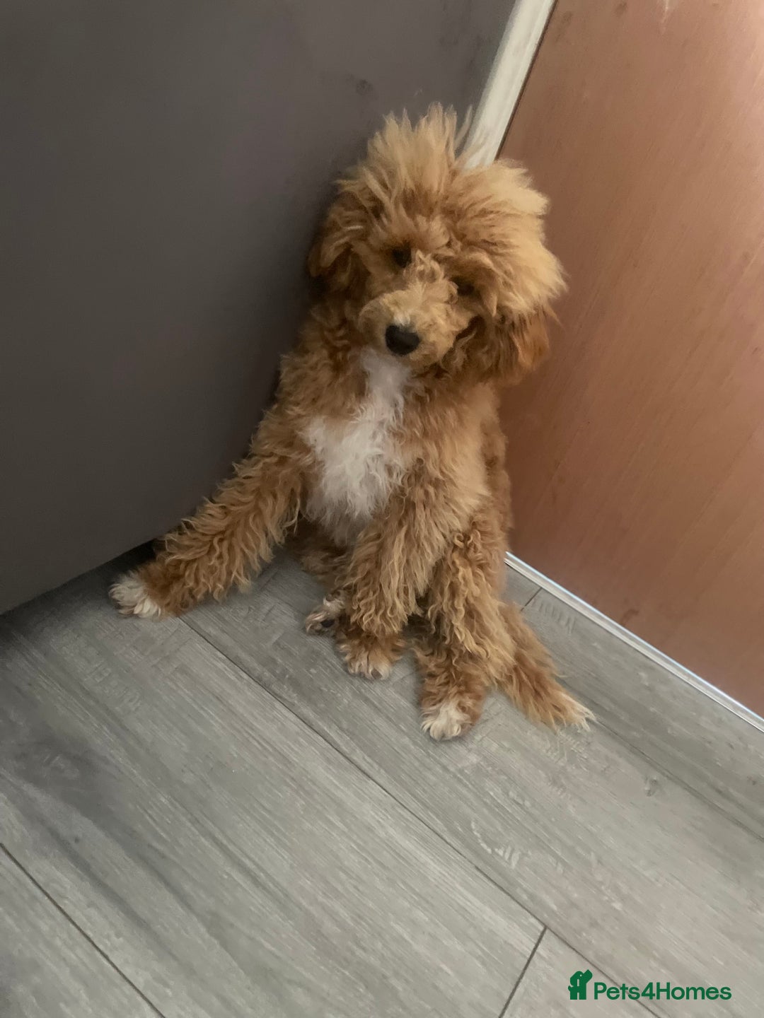 Toy Poodle dogs for sale: Beautiful apricot toy poodle  - Image 3