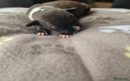 Staffordshire Bull Terrier dogs for sale: Jazz x Otis - BlackBrindles with STUNNING MARKINGS - Image 13