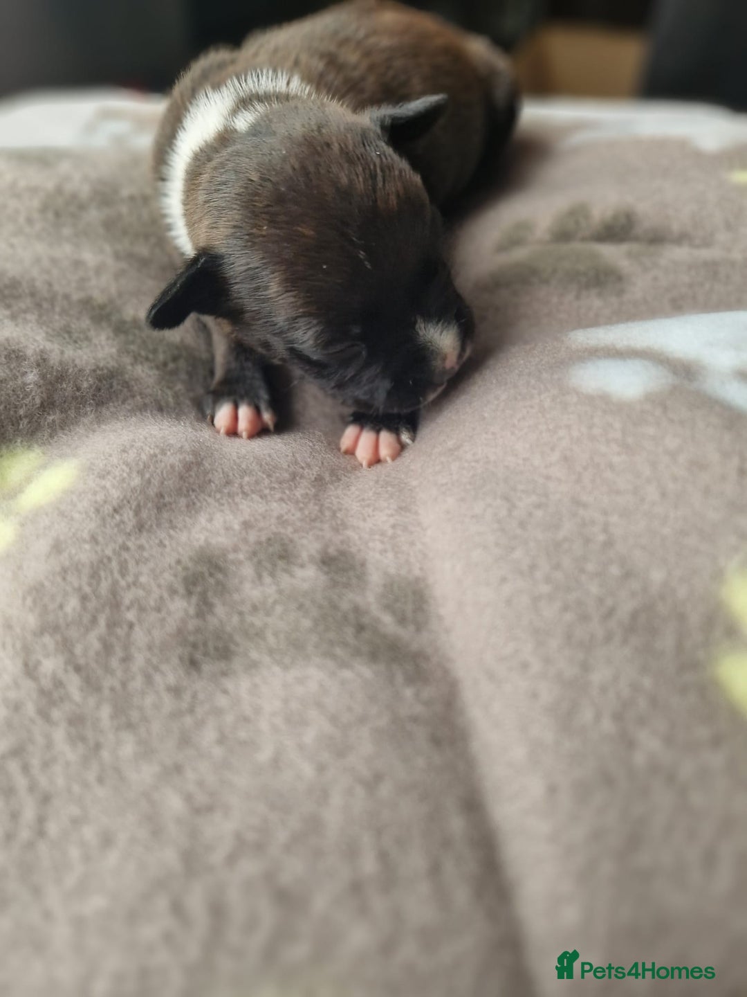 Staffordshire Bull Terrier dogs for sale: Jazz x Otis - BlackBrindles with STUNNING MARKINGS - Image 13