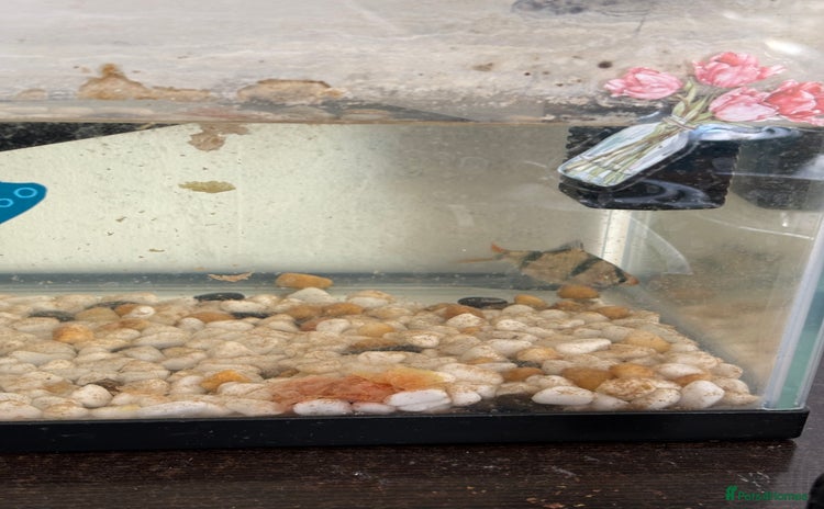 Goldfish fish - Advert 2