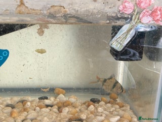 Goldfish fish - Advert 8