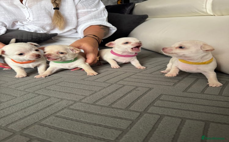 Chihuahua dogs - Advert 2
