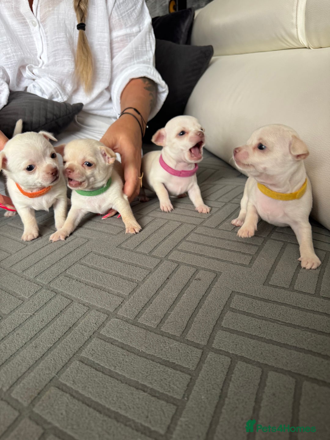 Chihuahua dogs for sale: 🐶 tiny chihuahua pups - Image 1