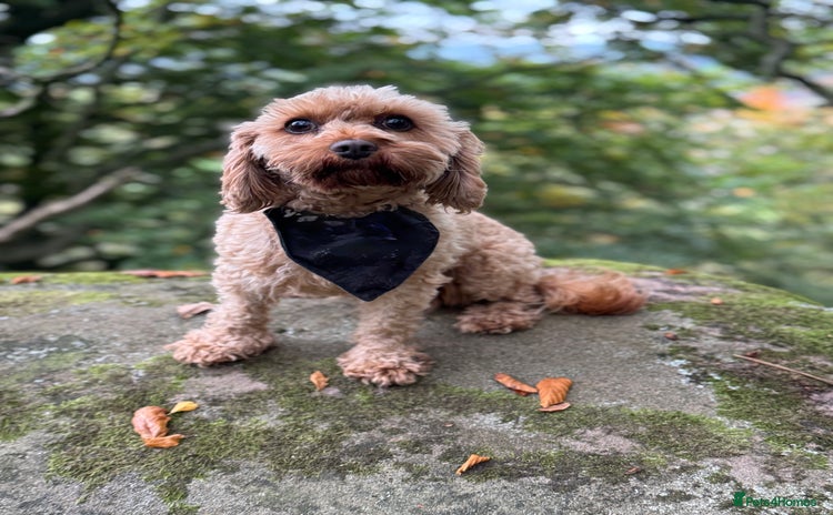 Cavapoo dogs Toy Cavapoo F1B - 4 girls & 3 boys - Advert 2