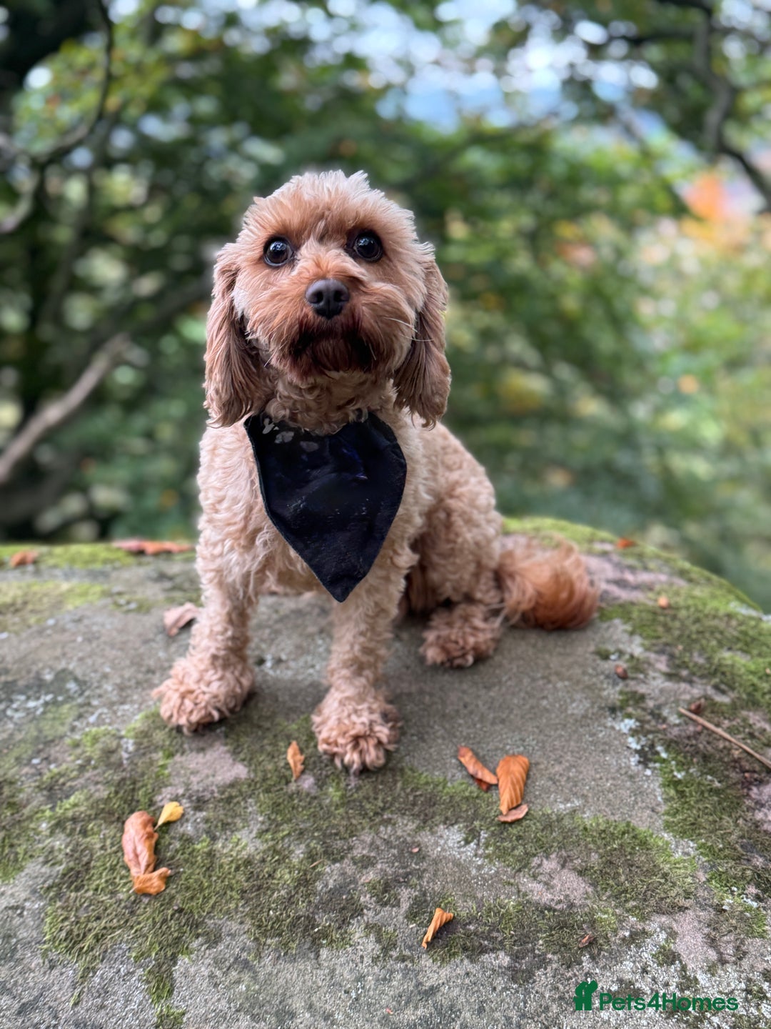 Cavapoo dogs for sale: Toy Cavapoo F1B - 4 girls & 3 boys - Advert 4