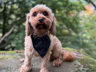 Cavapoo dogs Toy Cavapoo F1B - 4 girls & 3 boys - Advert 1