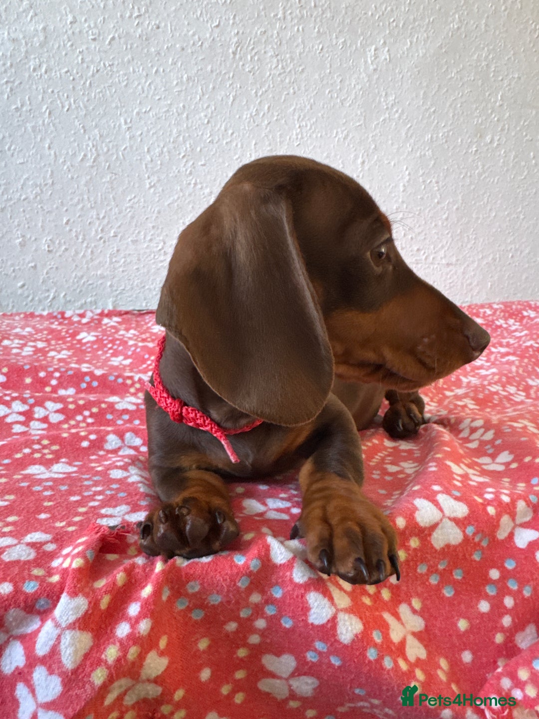 Miniature Dachshund dogs for sale: Miniature Chocolate & Tan Dachshund Quick sale  - Image 23
