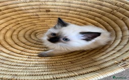 Ragdoll cats for sale: Quick sale - Image 8