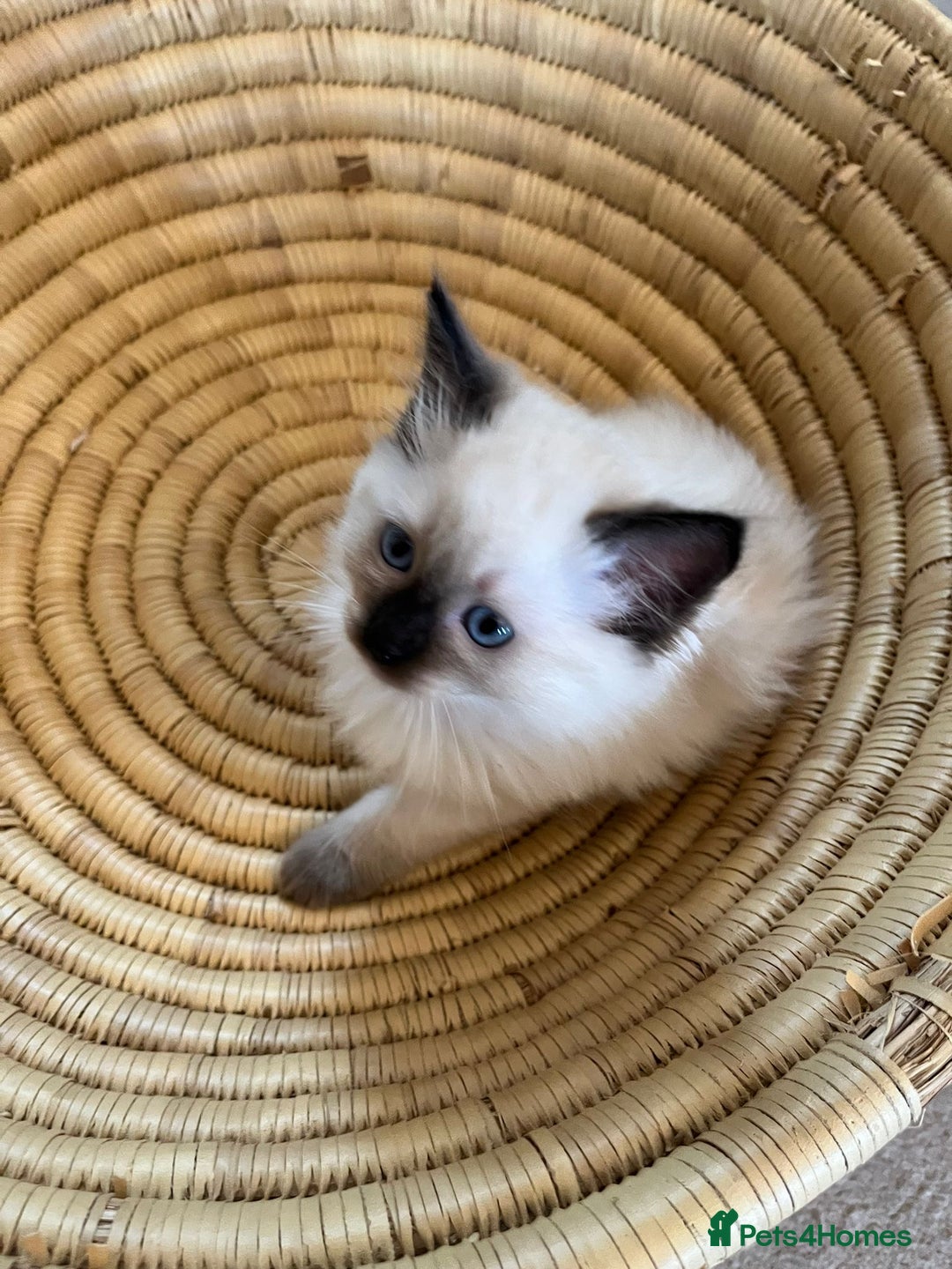 Ragdoll cats for sale: Quick sale - Image 8