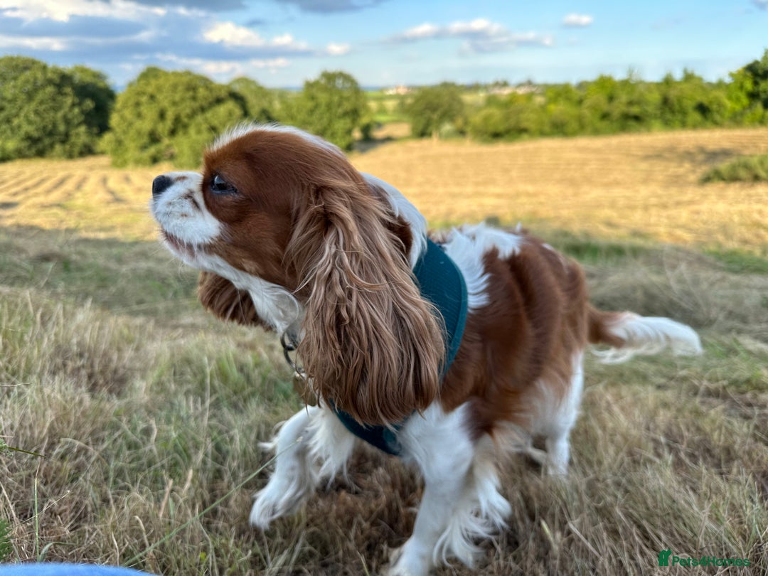 Cavalier King Charles Spaniel dogs for sale: Kc Cavalier King Charles Spaniel pups DNA tested  - Image 18