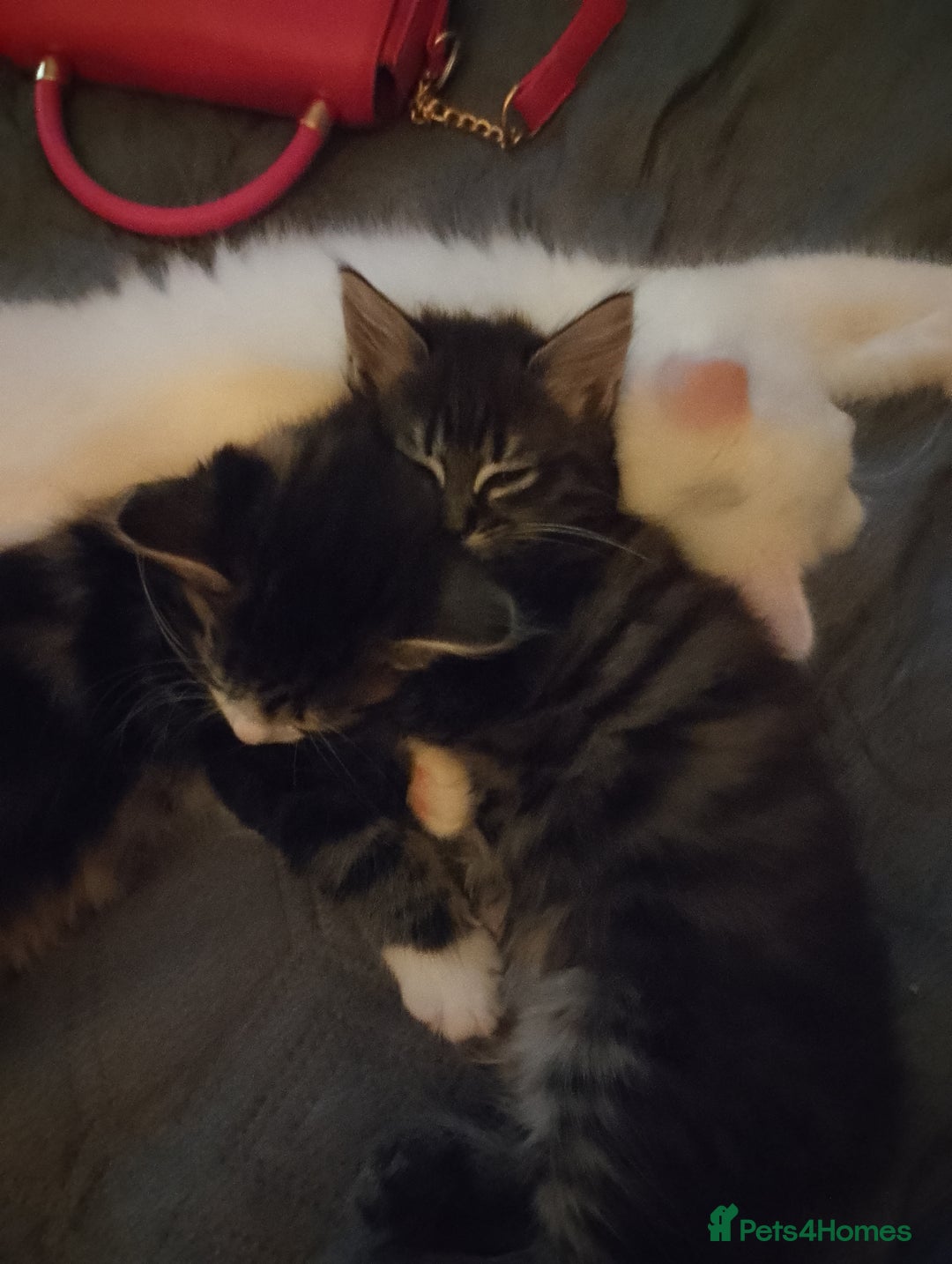 Mixed Breed cats for sale: Late Advertisment  - Advert 2