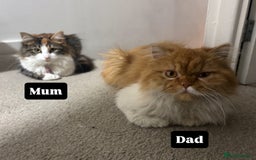 Persian cats for sale: Persian kittens for sale - Advert 5