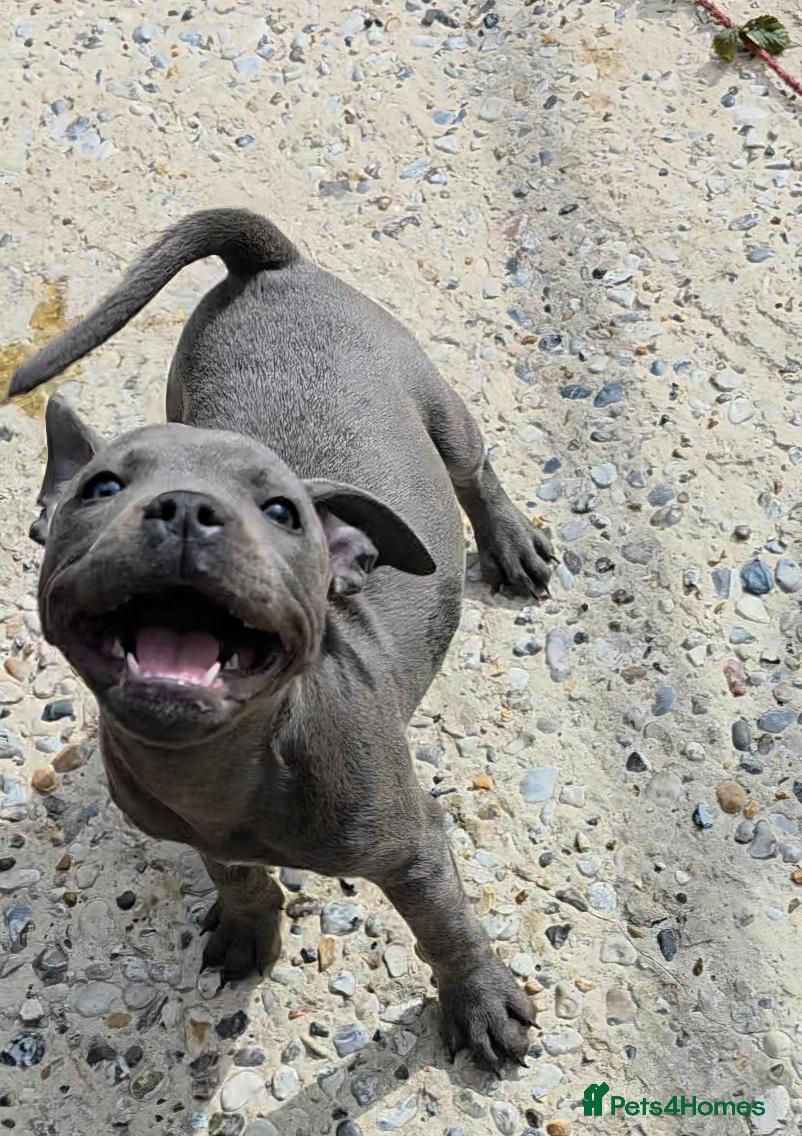 Staffordshire Bull Terrier dogs 🐾 KC Reg, Eye Tested, HC & L2HGA Clear 🐾 - Advert 2