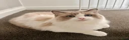 Ragdoll cats for sale: Stunning 3/4 Ragdolls Kittens - Advert 16