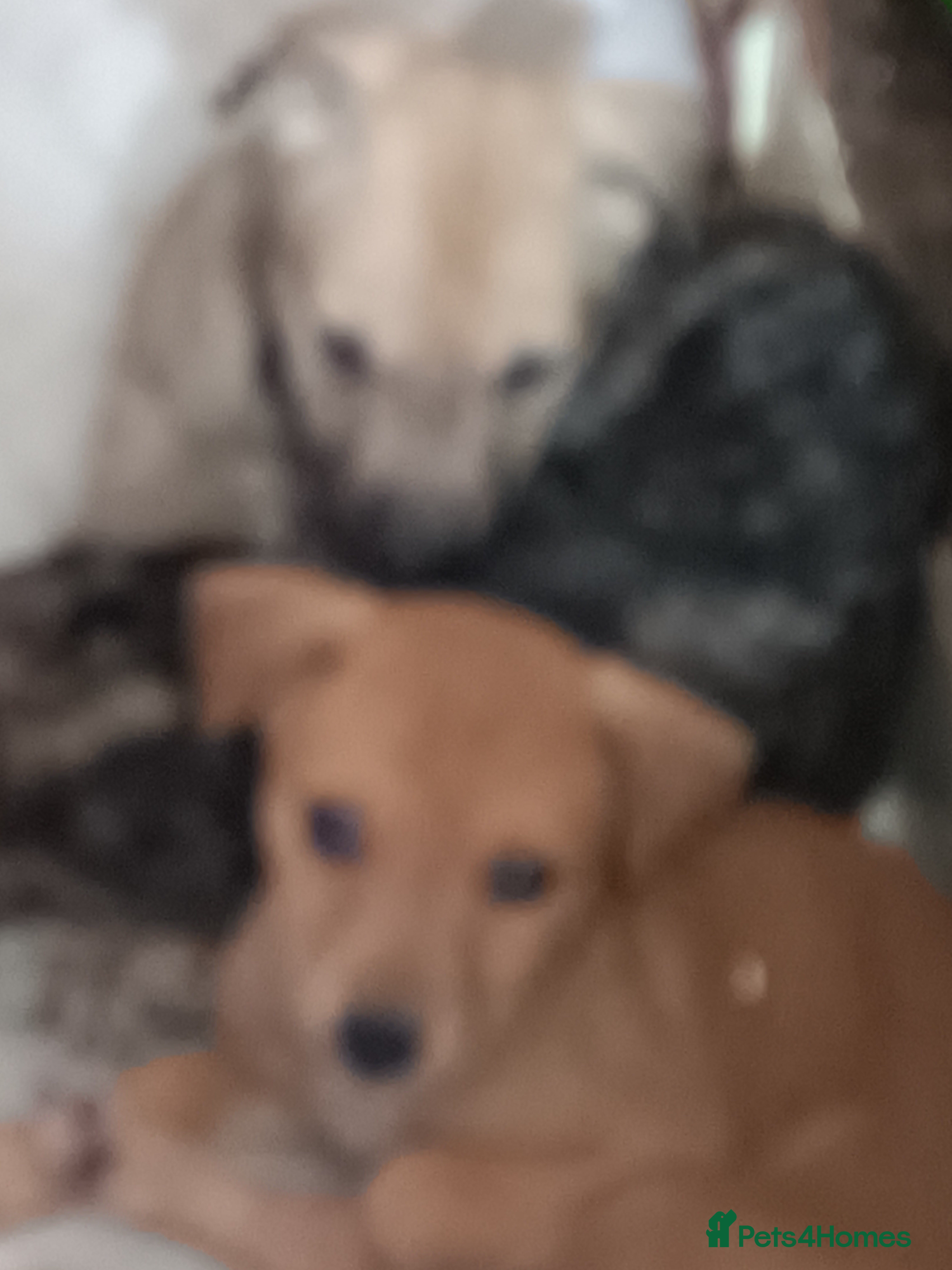 Lurcher dogs for sale: 10 Outstanding Lurcher Puppies in Conwy - Advert 3