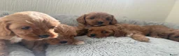 Cavapoo dogs for sale: 🐾 Exquisite F1 Cavapoo puppies available 🐾 in Mansfield - Advert 3