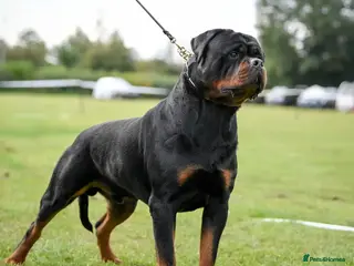 Rottweiler dogs Rottweiler import Stud (BIG DADDY BRUNO) in Liverpool - Advert 7