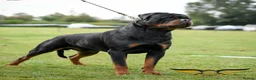 Rottweiler dogs for stud: Rottweiler import Stud (BIG DADDY BRUNO) in Liverpool - Advert 1